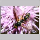 Conops strigatus - Dickkopffliege 01a Niedringhaussee.jpg